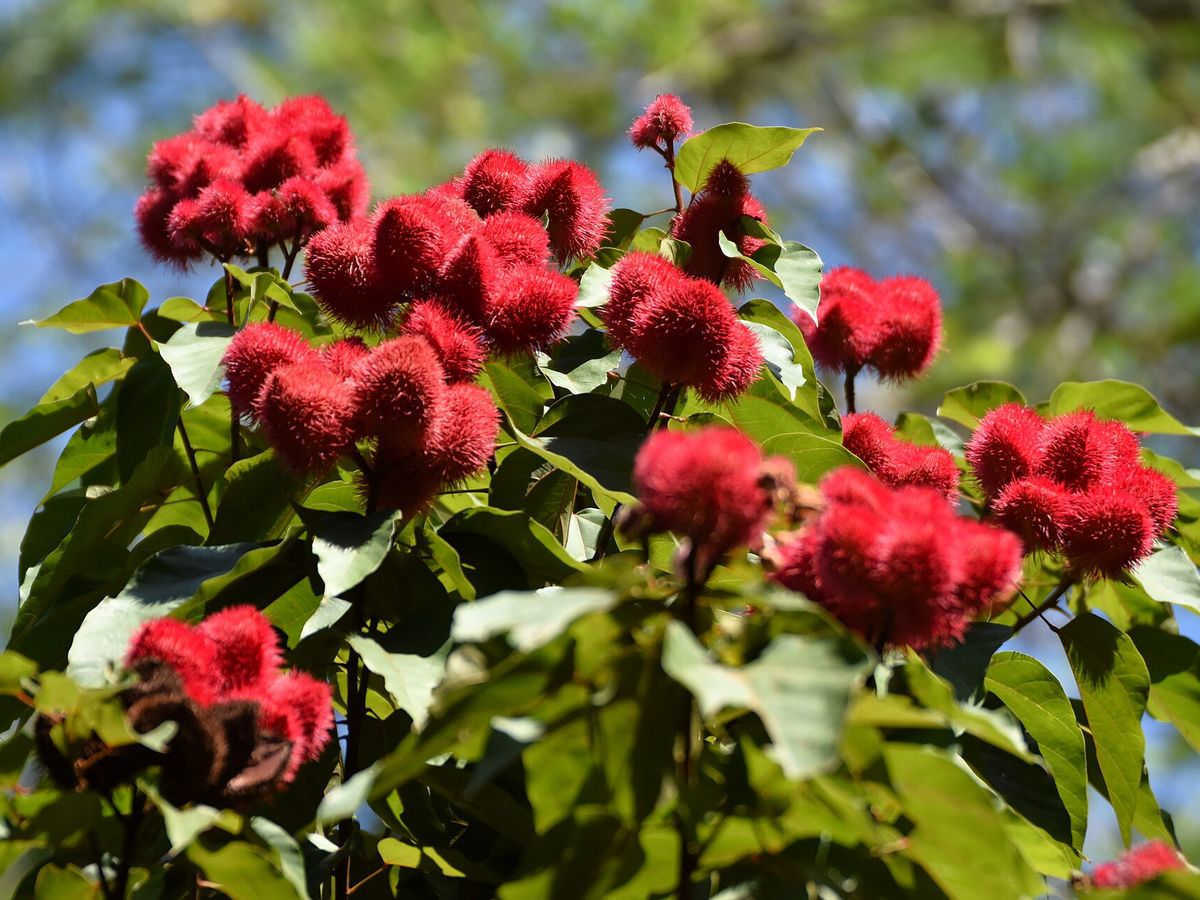 Medicinal Plants Walk